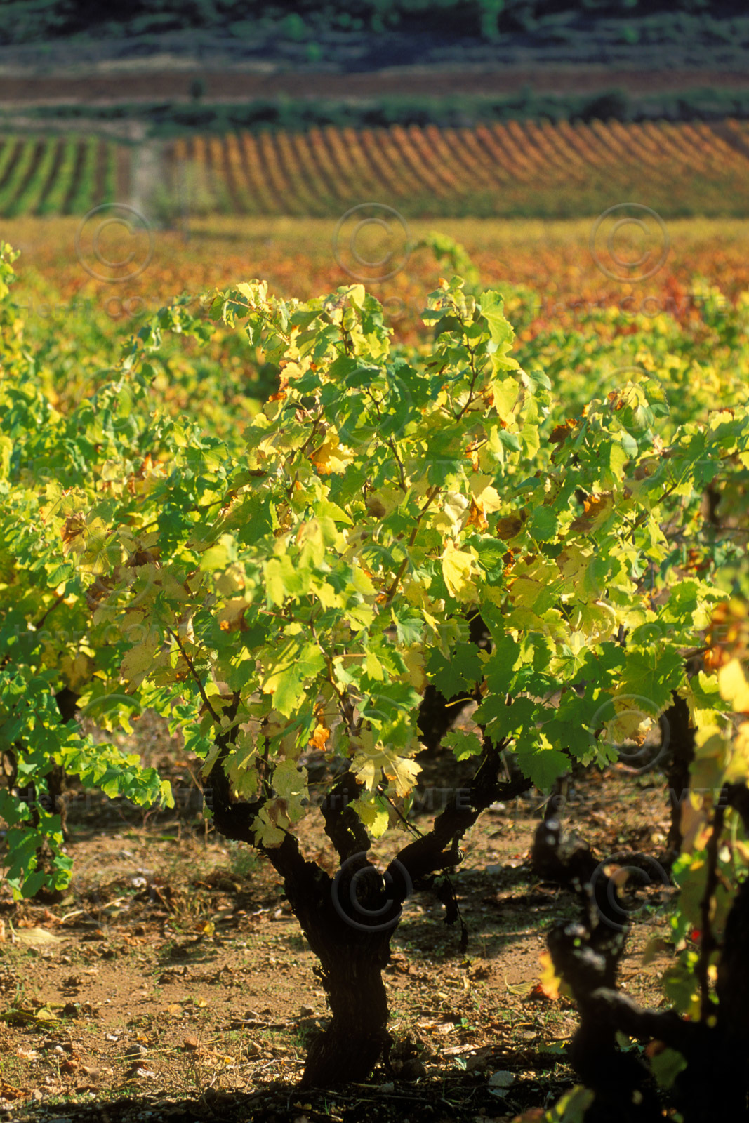 Vignoble Saint Chinian