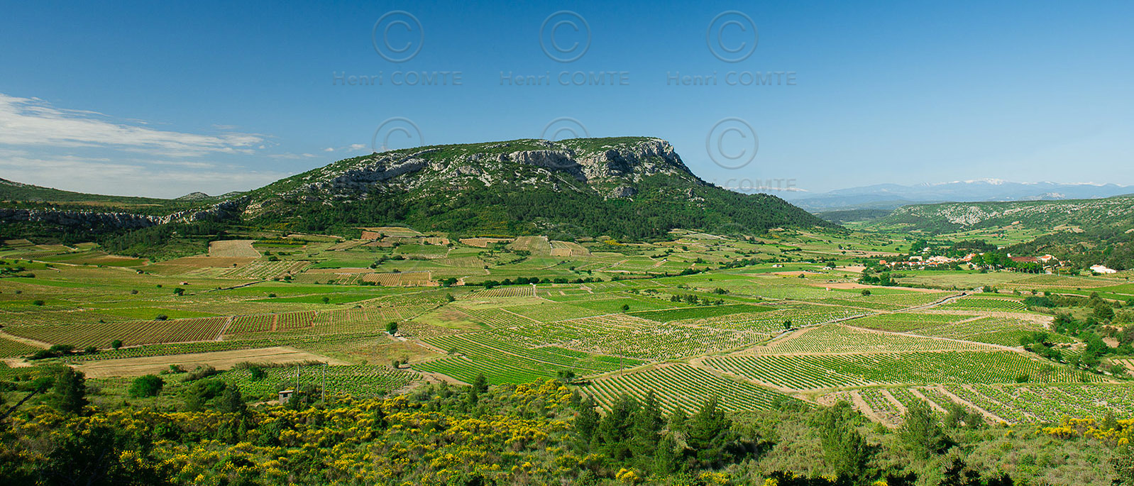 Vignoble du Roussillon