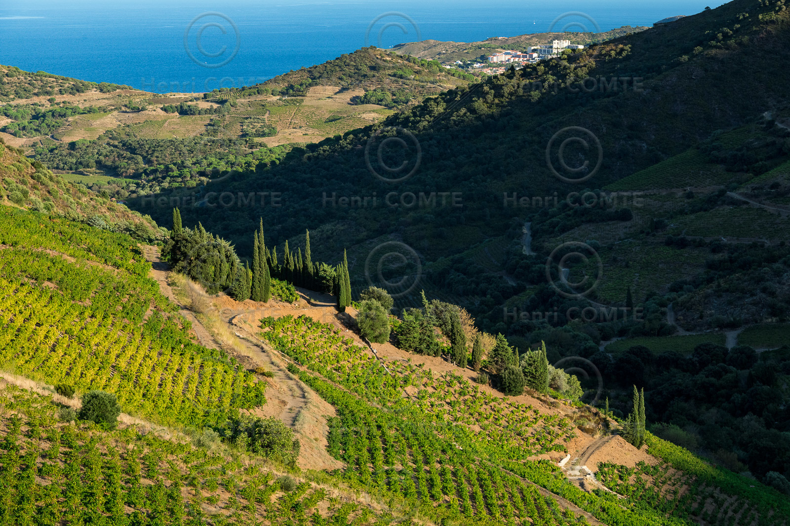 Vignoble Collioure Banyuls