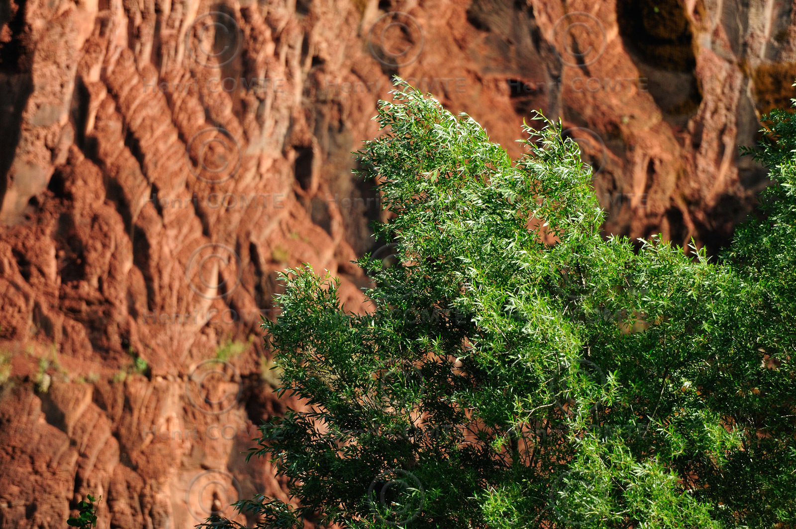 Les ruffes du Salagou - hérault