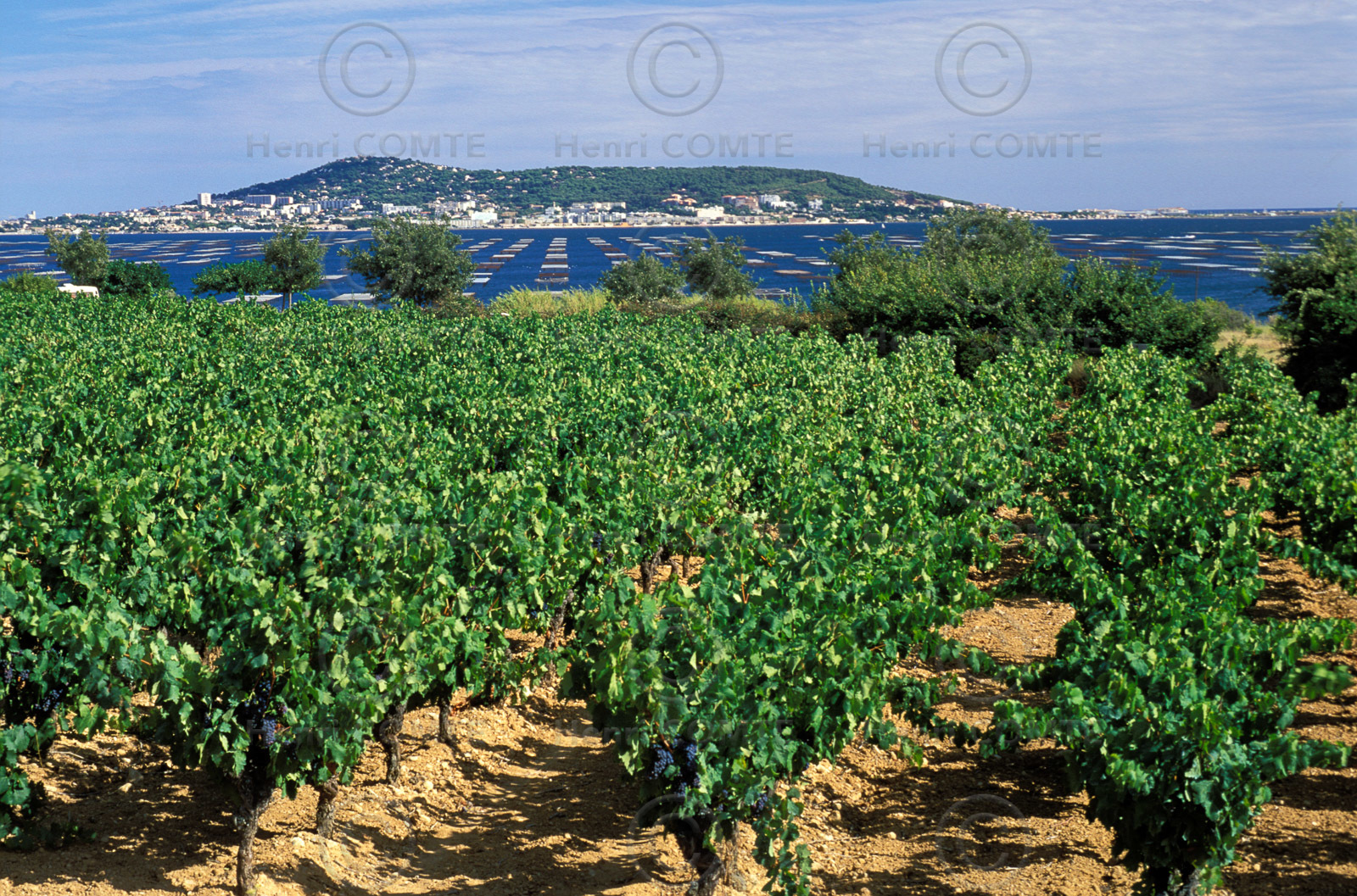 Vignoble Pays de Thau