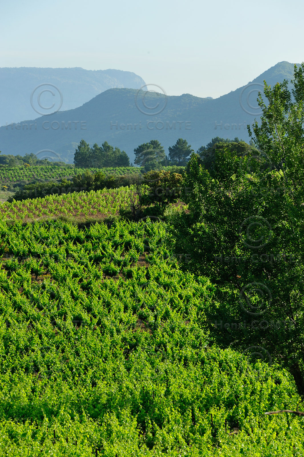 Vignoble Saint Chinian