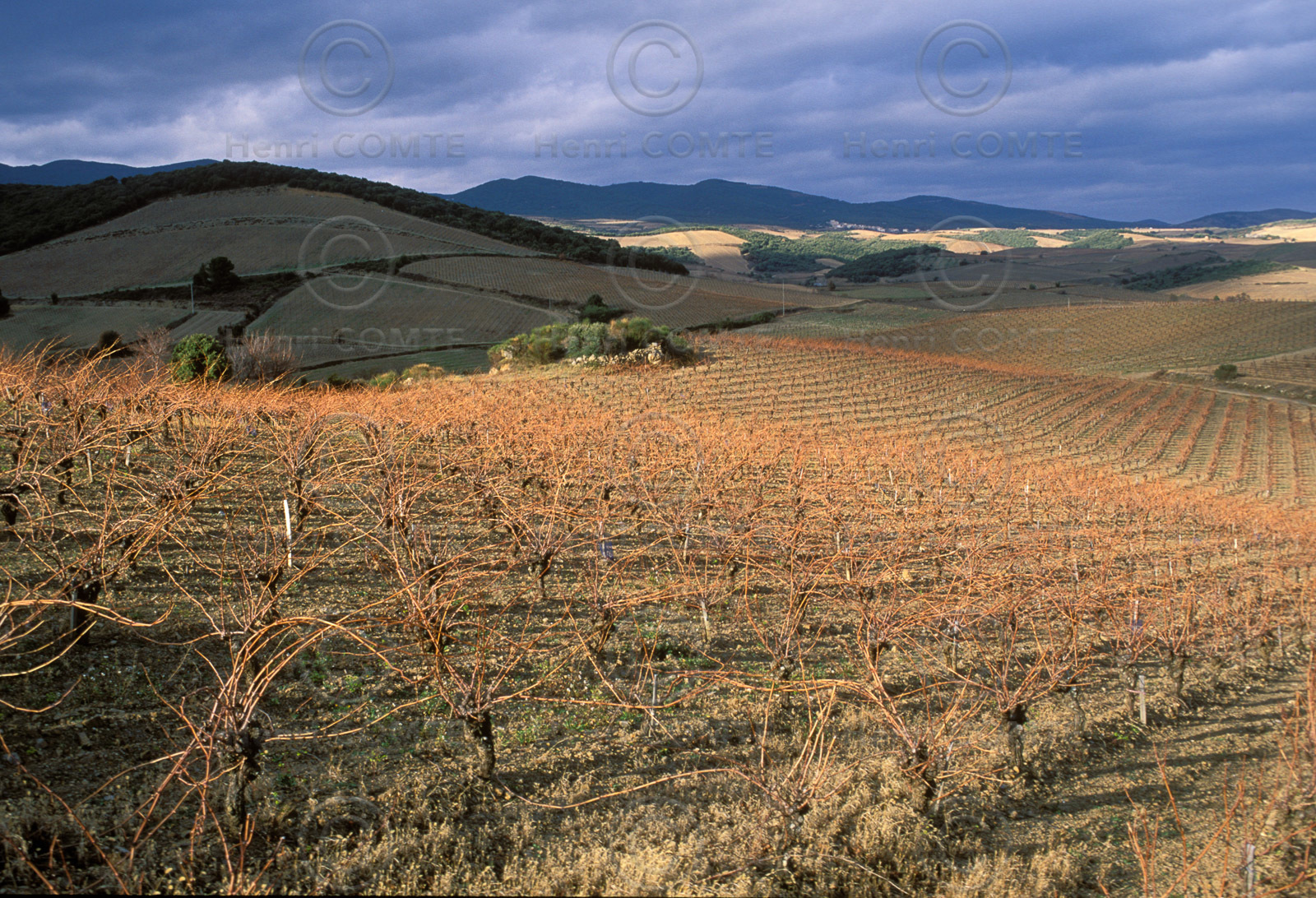 Vignoble de Faugeres