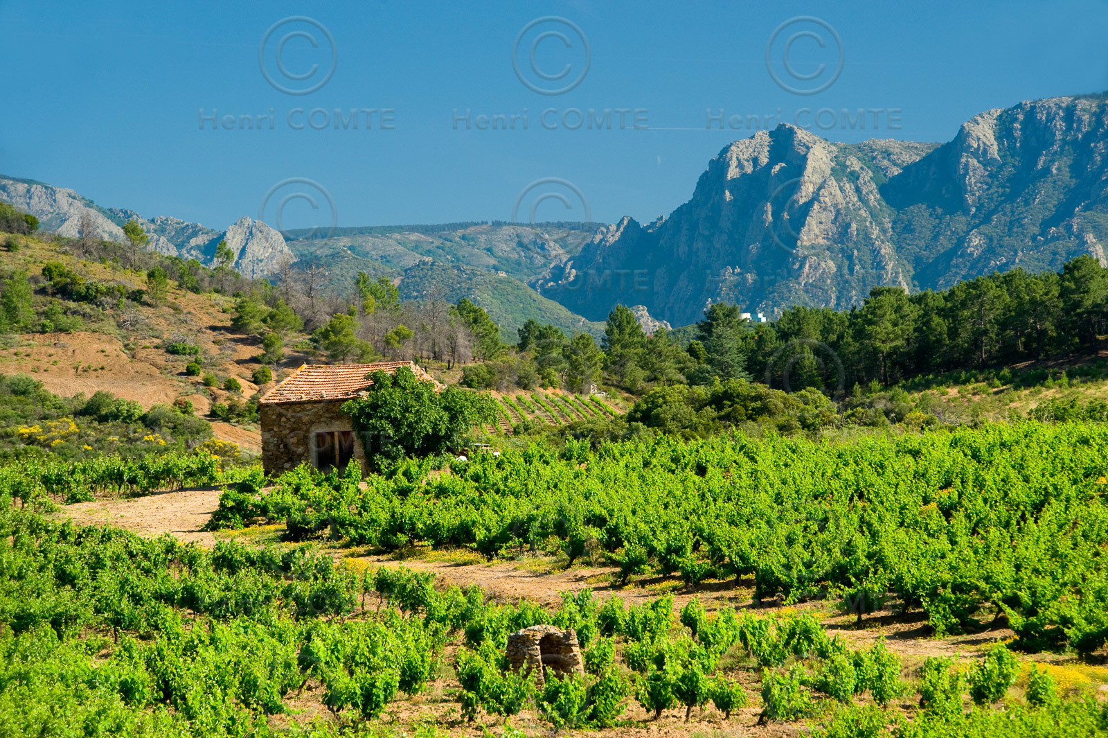 Vignoble Saint Chinian
