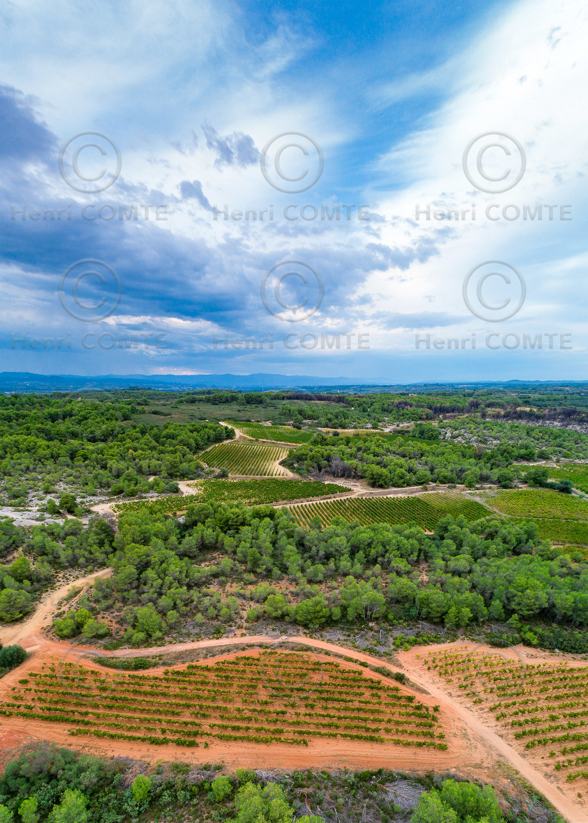 Vignoble Picpoul Pinet