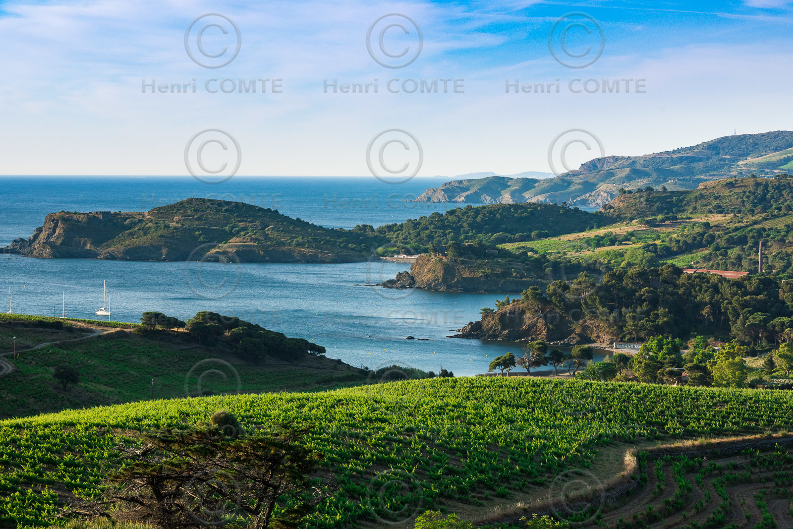 Anse de Paulilles - Vignoble