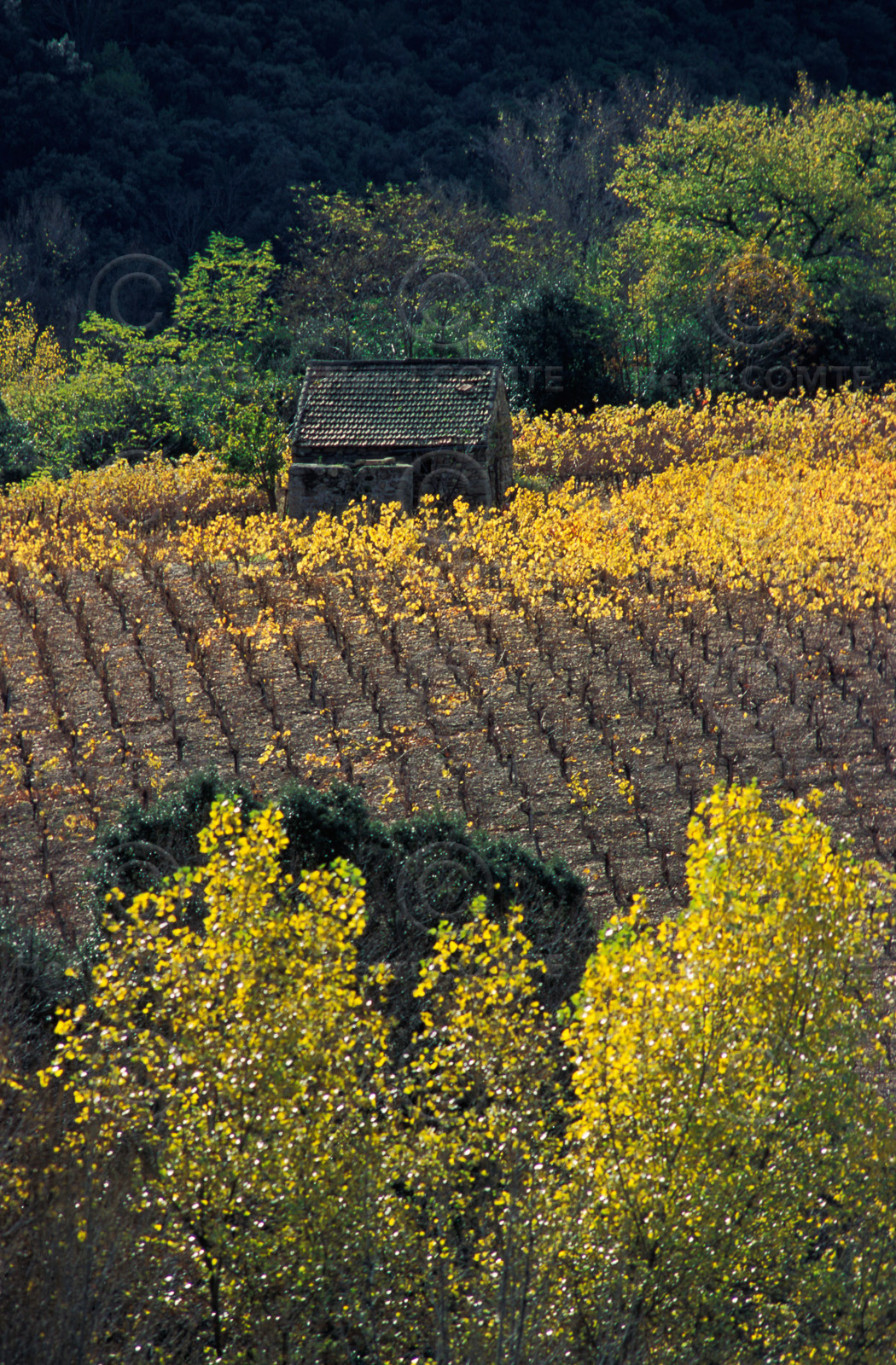 Vignes en automne