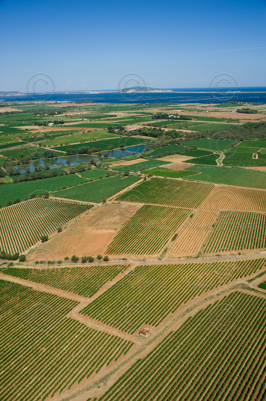 Vignoble Pays de Thau