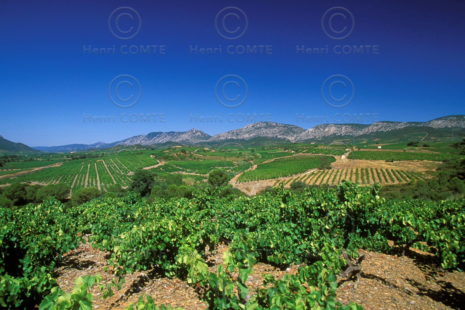 Vignoble du Roussillon