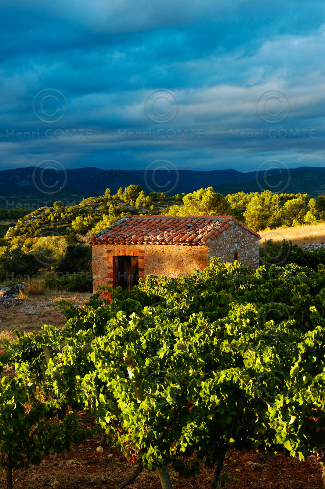 Vignoble Saint Chinian