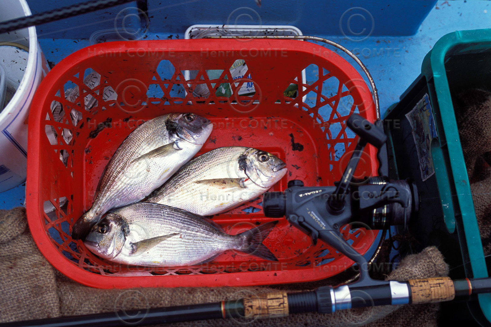 Pêche à la daurade