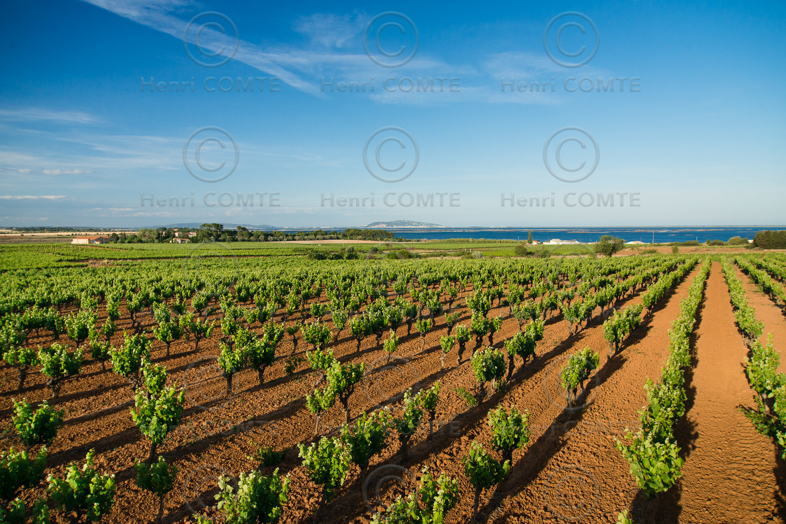 Vignoble de Thau