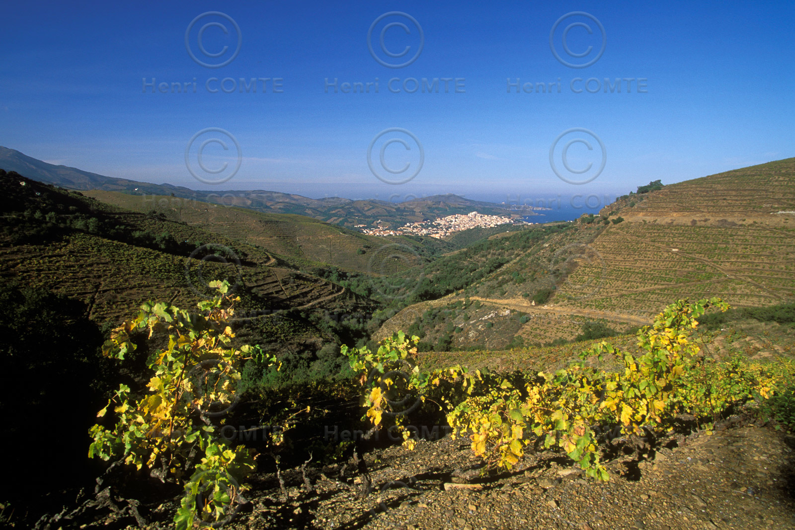 Vignoble du Roussillon