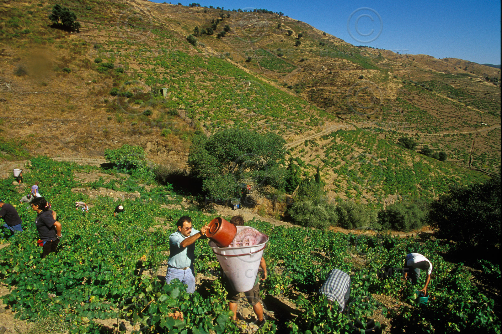 Vignoble du Roussillon