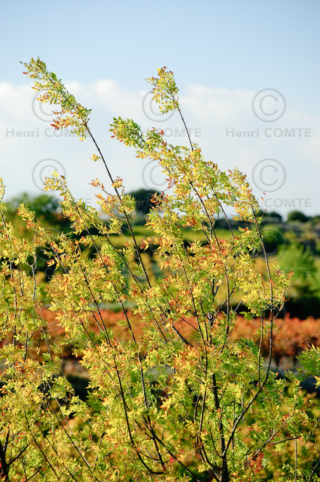 Vignes du Pays de Thau
