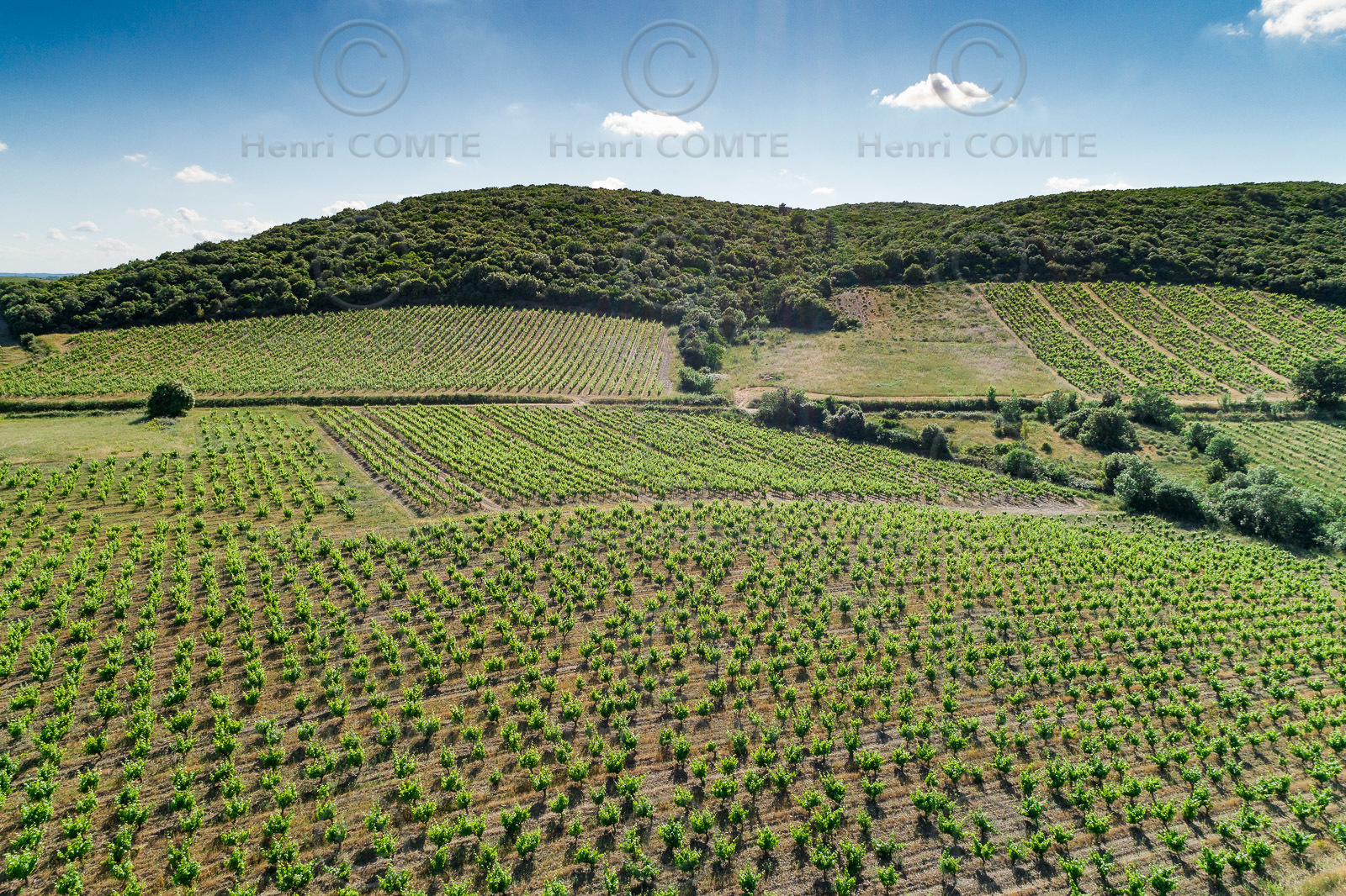 Vignoble de Faugères